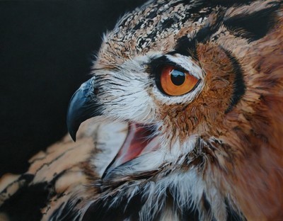 Owl (2007) - small